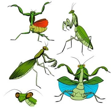 Hand-drawing mantis insects on white Illustrazione stock