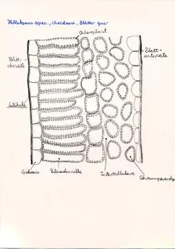 Hand drawing of microscopic herbal preparations Stock Illustration