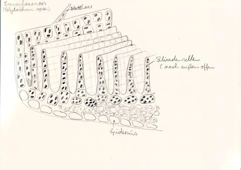 Hand drawing of microscopic herbal preparations Stock Illustration
