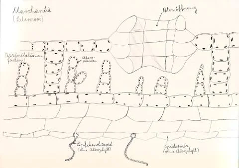 Hand drawing of microscopic herbal preparations Stock Illustration