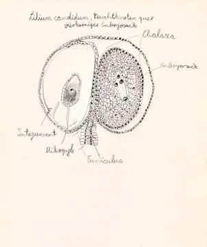 Hand drawing of microscopic herbal preparations Stock Illustration
