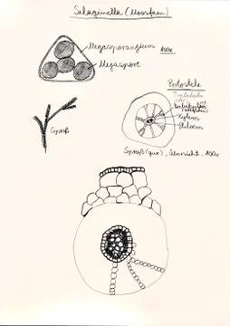 Hand drawing of microscopic herbal preparations Stock Illustration