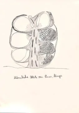 Hand drawing of microscopic herbal preparations Stock Illustration