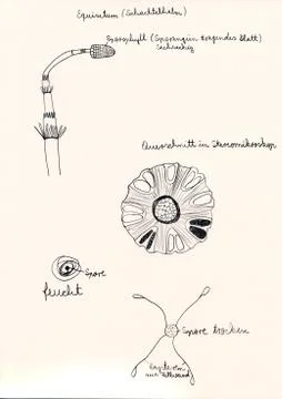Hand drawing of microscopic herbal preparations Stock Illustration