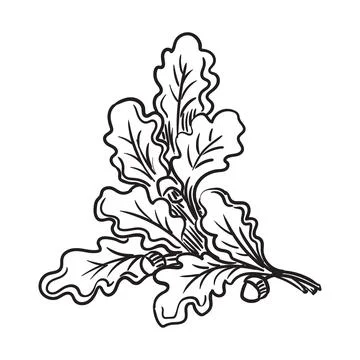 Hand drawing oak tree branch vector illustration Stock Illustration