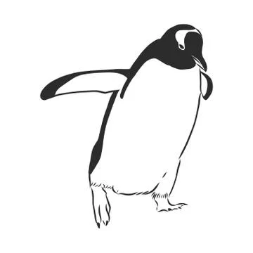 Hand drawing penguins. Vector illustration, penguin, vector sketch illustrati Stock Illustration