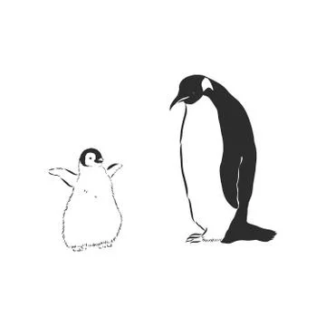 Hand drawing penguins. Vector illustration, penguin, vector sketch illustrati Stock Illustration