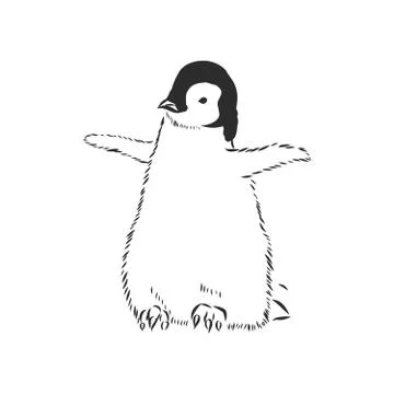 Hand drawing penguins. Vector illustration, penguin, vector sketch illustrati Stock Illustration