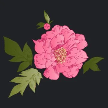Hand-drawing peonies. Vector graphic flowers. Decorative background for cards Stock Illustration