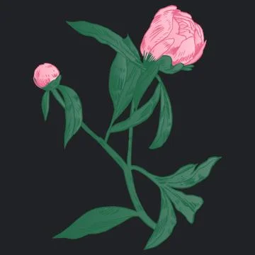 Hand-drawing peonies. Vector graphic flowers. Decorative background for cards Stock Illustration