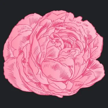 Hand-drawing peonies. Vector graphic flowers. Decorative background for cards Stock Illustration
