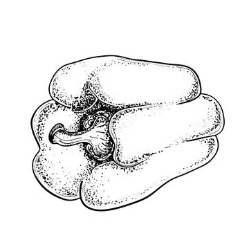 Hand drawing of pepper isolated on white background. Sketch of red hot bell Stock Illustration