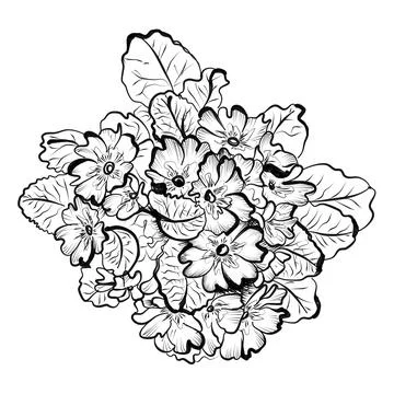 Hand drawing of primrose flowers vector illustration Stock Illustration