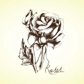 Hand drawing rose Stock Illustration