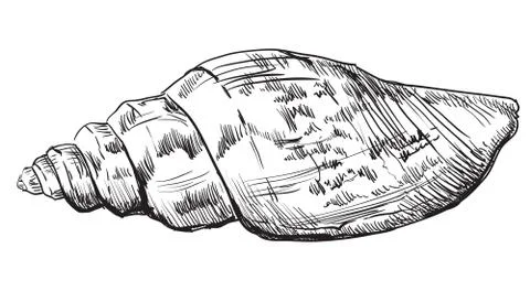 Hand drawing seashell-3 Stock Illustration