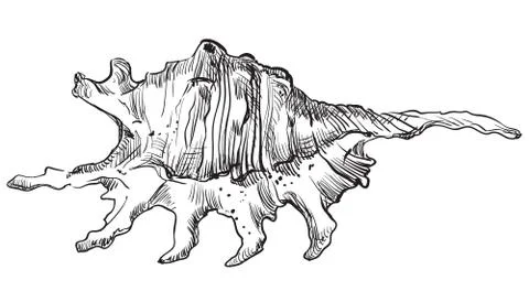 Hand drawing seashell-5 Illustrazione stock