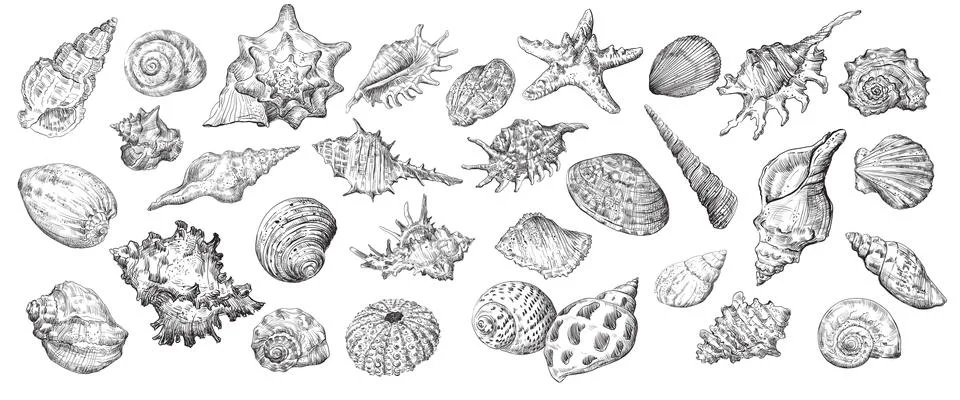 Hand drawing seashells set long 스톡 일러스트