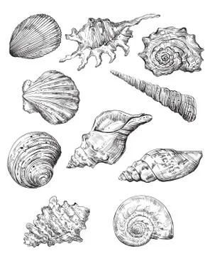 Hand drawing seashells set part 1 Stock Illustration