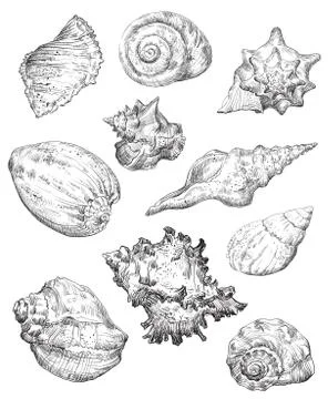 Hand drawing seashells set part 2 Illustrazione stock