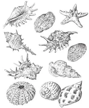 Hand drawing seashells set part 3 스톡 일러스트