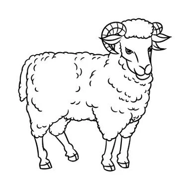 Hand drawing Sheep-Vector Illustration Stock Illustration