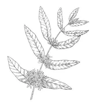 Hand drawing sketch Coffee tree. Illustration