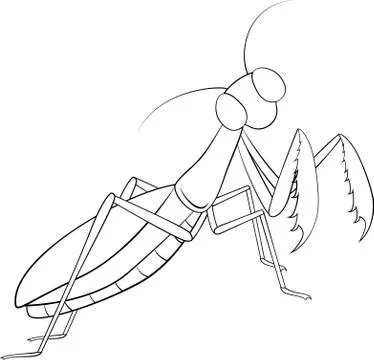 Hand drawing, sketch, mantis on a white background Illustrazione stock