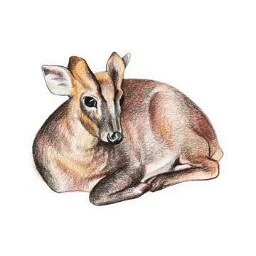 Hand drawing sleeping young deer illustration. Watercolor pencils illustration. Stock Illustration