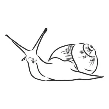 Hand drawing a snail. Vector illustration sketch Stock Illustration