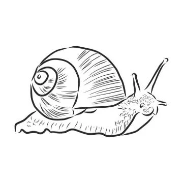 Hand drawing a snail. Vector illustration sketch Illustrazione stock
