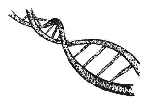 Hand drawing of the structure of DNA Stock Illustration