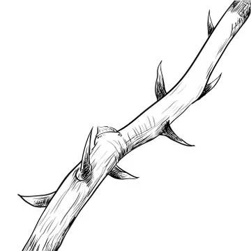 Hand drawing of thorn-vector Illustration Stock Illustration