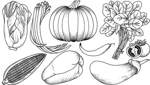 Hand drawing vagatebles pattern line art outline easy to edite Stock Illustration