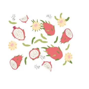 Hand drawn abstract dragon fruit plant set. Whole fruit, slices, pieces and Stock Illustration