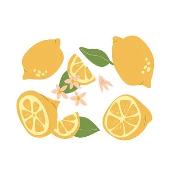 Hand drawn abstract modern lemons set with leaves and flowers Stock Illustration