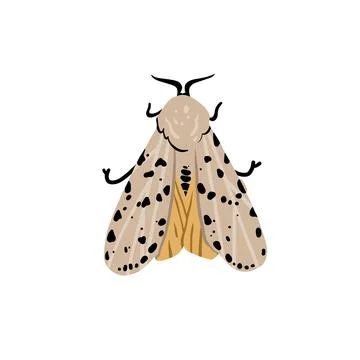 Hand drawn abstract vector clipart illustration collection with butterfly and Stock Illustration