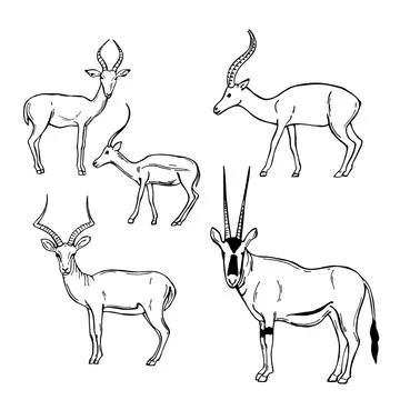 Hand drawn African Antelopes. Vector sketch illustration. Stock Illustration