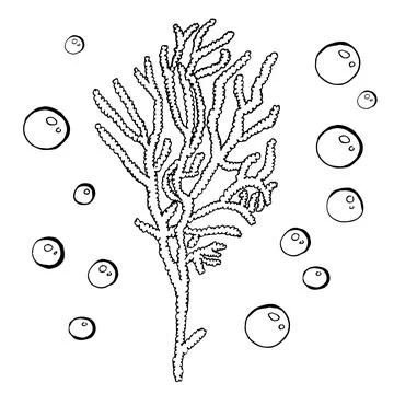 Hand drawn algae black set on white background. Vector illustration isolated Stock Illustration