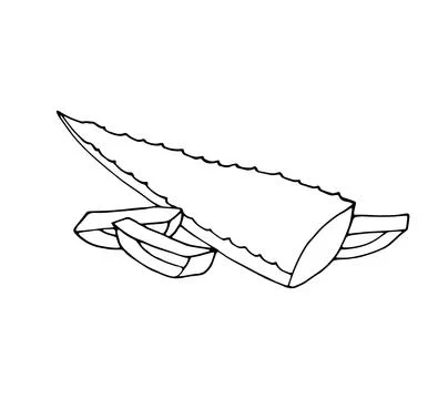 Hand-drawn aloe Stock Illustration