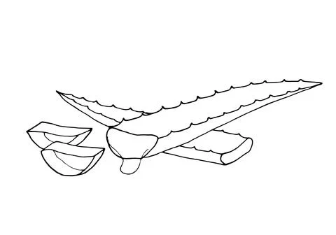 Hand drawn aloe vera Stock Illustration