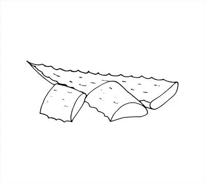 Hand-drawn aloe vera leaf Stock Illustration