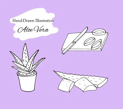 Hand drawn of aloe vera set Stock Illustration
