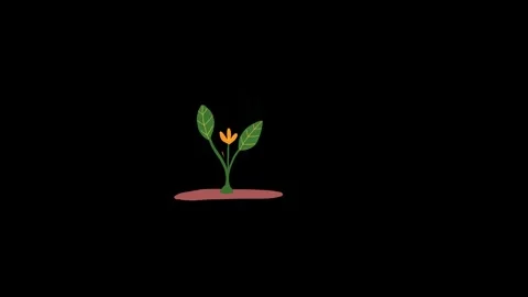Hand drawn animation water drop and growing plant Stock Footage 267363679