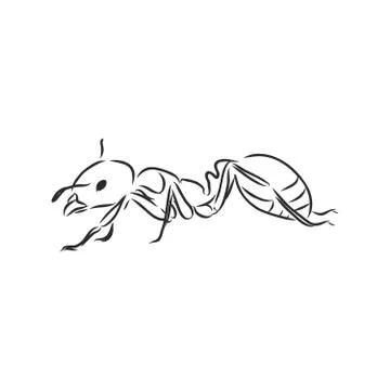 Hand drawn ant insect, one pismire painted by ink, emmet sketch vector illust Stock Illustration