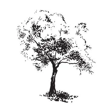 Hand-drawn aple tree. Black and white realistic image Stock Illustration