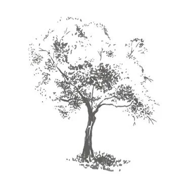 Hand-drawn aple tree. Realistic image in shades of gray Stock Illustration