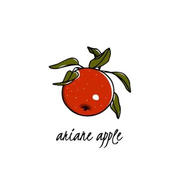 Hand drawn apple Stock Illustration