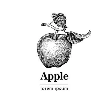 Hand drawn apple illustration Stock Illustration