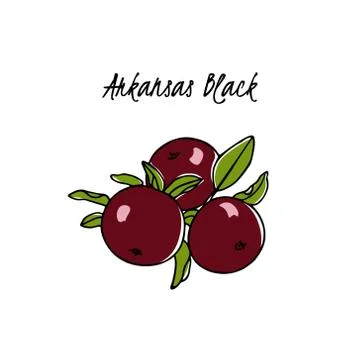 Hand drawn apple tree branch Stock Illustration