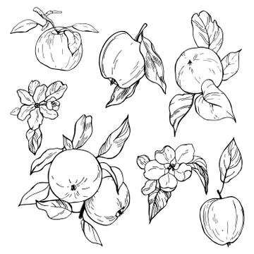 Hand drawn apples . Vector  illustration. Stock Illustration